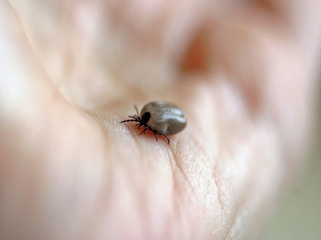 Lyme Hastalığının Hızlı Teşhisi İçin Mikroakışkan Cihaz
