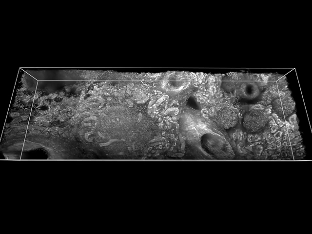 3D Mikroskop Canlı Dokulardaki Özellikleri Hızla Ortaya Çıkardı