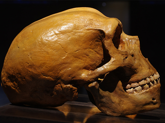 Modern İnsanlar ile Neandertaller Arasındaki Genetik Etkileşim 200.000 Yıl Öncesine Dayanıyor