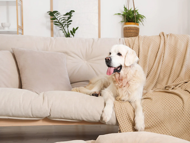 Yaşlı Köpekler Yaşlılık Kırılganlığına Karşı Mücadelenin Anahtarını Sunuyor