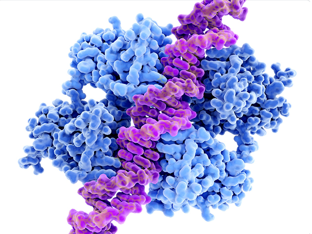 Farelerde Öğrenmeyi Hafızayı ve Sosyalliği Düzenleyen Protein p53