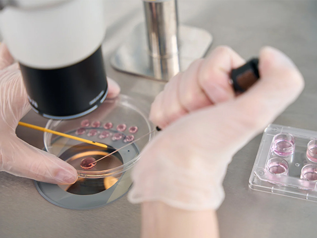 İlk Kez İnsan Derisi DNA’sından Embriyo Üretildi