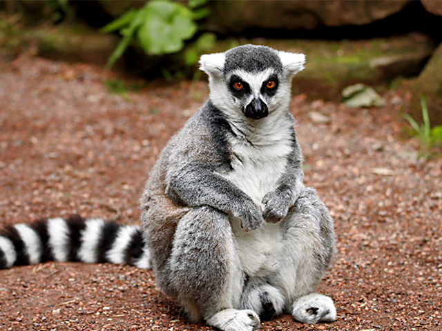 Lemurlar İnsan Sağlığı için Devrim Niteliğinde Bulgular Sağlıyor