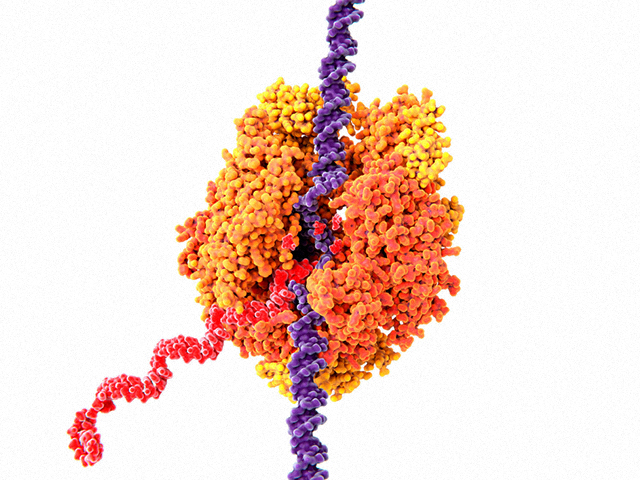 mRNA İletim Sistemi İnme Sonrası Nöronları Koruyor