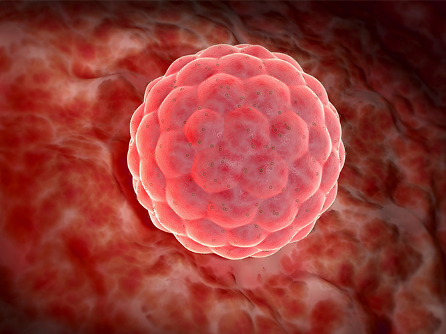 Sonogenetik için Bir İlk: Memeli Hücreleri Sesle Kontrol Ediliyor