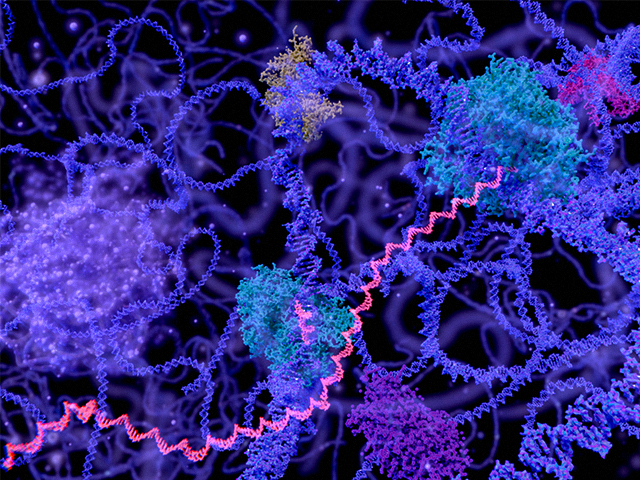mRNA'yı Mideye İleten ve Enjekte Eden Kapsül