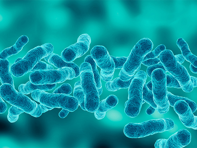 Zatürre Bakterilerinin Antibiyotiklere Dirençli Olmasına Yardımcı Olan Evrimsel Geçit