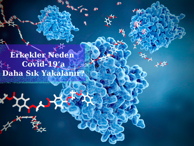 Erkekler Neden Covid-19’a Daha Sık Yakalanır?