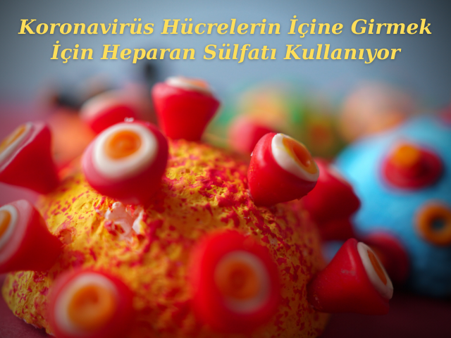 Koronavirüs Hücrelerin İçine Girmek İçin Heparan Sülfatı Kullanıyor