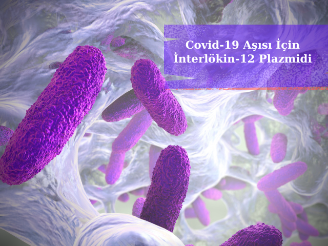 Covid-19 Aşısı İçin İnterlökin-12 Plazmidi Kullanmak