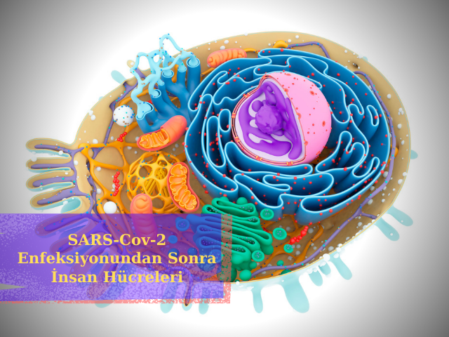 Araştırmacılar, SARS-Cov-2 Enfeksiyonundan Sonra İnsan Hücrelerinin Nasıl Değiştiğini Gözlemliyorlar