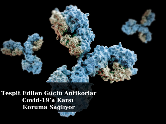 Hücre Kültürlerinde Güçlü Antikorlar Covid-19’a Karşı Koruma Sağlıyor