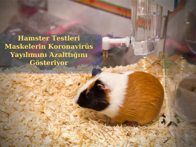 Hamster Testleri Maskelerin Koronavirüs Yayılımını Azalttığını Gösteriyor
