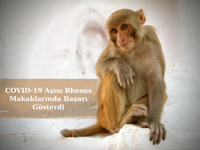 Oxford Üniversitesi Ve NIH COVID-19 Aşısı Rhesus Makaklarında Başarı Gösterdi