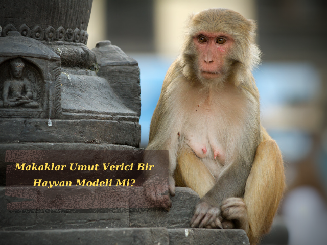 Cynomolgus Makakları: COVID-19 Enfeksiyonu İçin Umut Verici Bir Hayvan Modeli Mi?