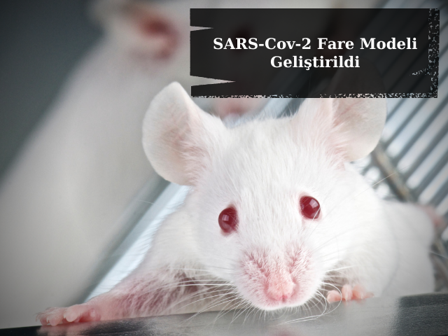 İnsanlarda Enfeksiyonu Anlamak İçin SARS-Cov-2 Fare Modeli Geliştirildi