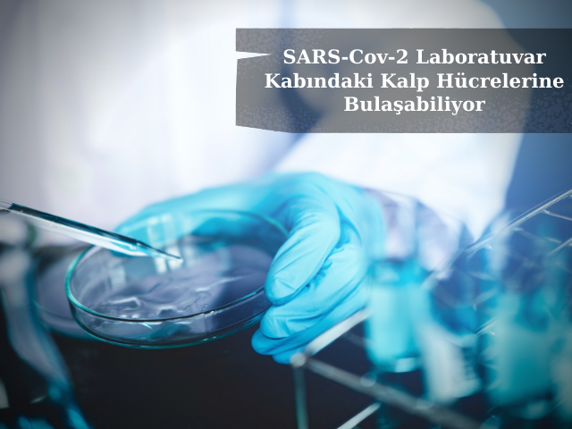 Çalışma, SARS-Cov-2'nin Laboratuvar Kabındaki Kalp Hücrelerine Bulaşabileceğini Gösteriyor
