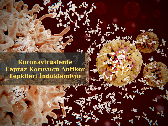 Koronavirüslerde Çapraz Koruyucu Antikor Tepkileri İndüklemiyor