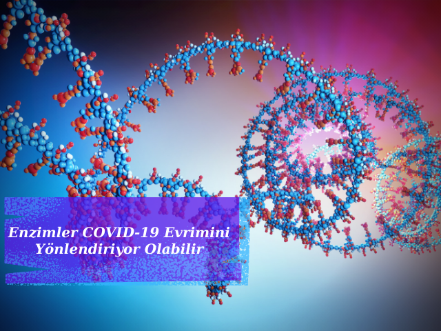 İnsan Enzimleri COVID-19 Evrimini Yönlendiriyor Olabilir