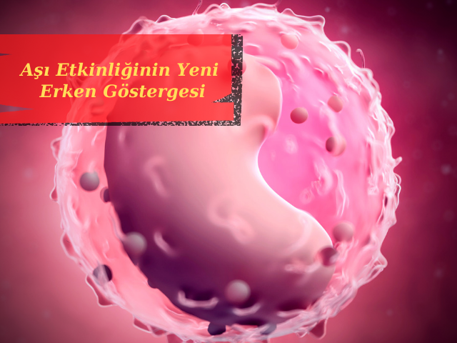 Beyaz Kan Hücreleri Aşı Etkinliğinin Yeni Erken Göstergesi Olabilir