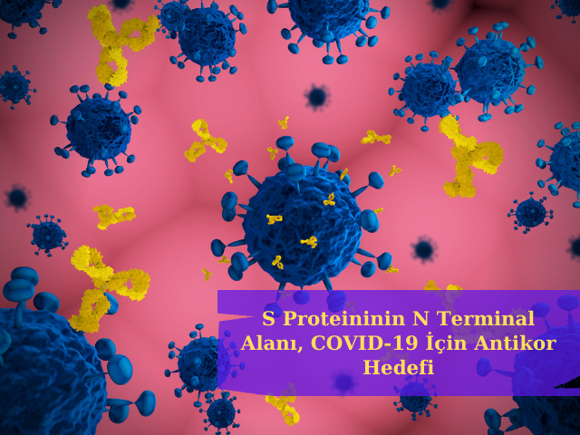 S Proteininin N Terminal Alanı, COVID-19 İçin Antikor Hedefi