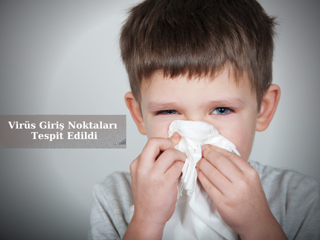 Burunda COVID-19 Virüs Giriş Noktaları Tespit Edildi