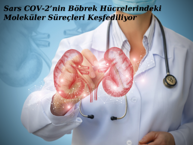 Sars COV-2’nin Böbrek Hücrelerindeki Moleküler Süreçleri Keşfediliyor