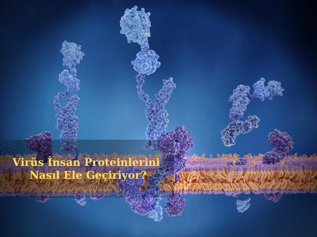 SARS-Cov-2'nin Replikasyon İçin İnsan Proteinlerini Nasıl Ele Geçirdiği Analiz Edildi