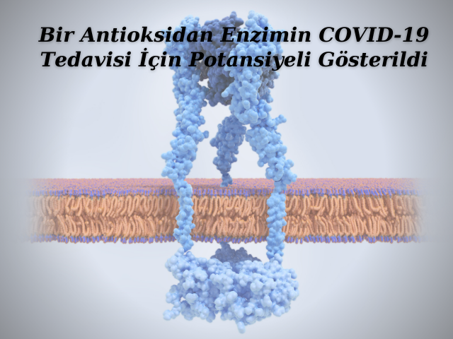 Bir Antioksidan Enzimin COVID-19 Tedavisi İçin Potansiyeli Gösterildi