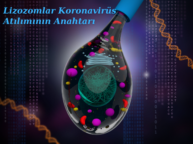 Lizozomlar Koronavirüs Atılımının Anahtarı