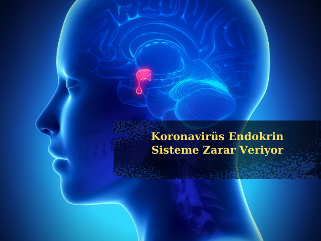 Koronavirüs Endokrin Sisteme Zarar Veriyor