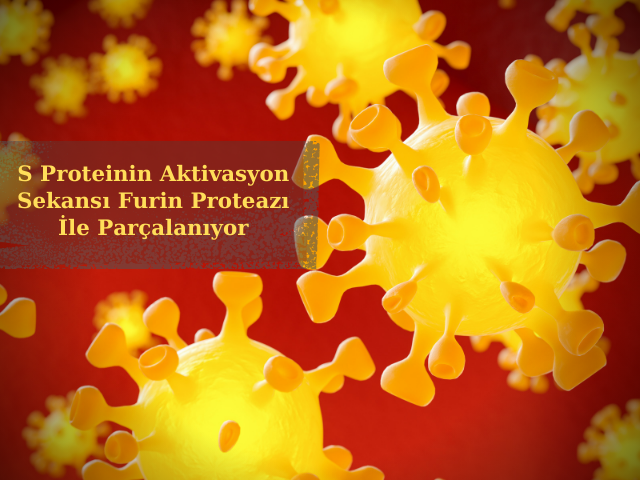 SARS-CoV-2 S Proteinin Aktivasyon Sekansı Furin Proteazı İle Parçalanıyor