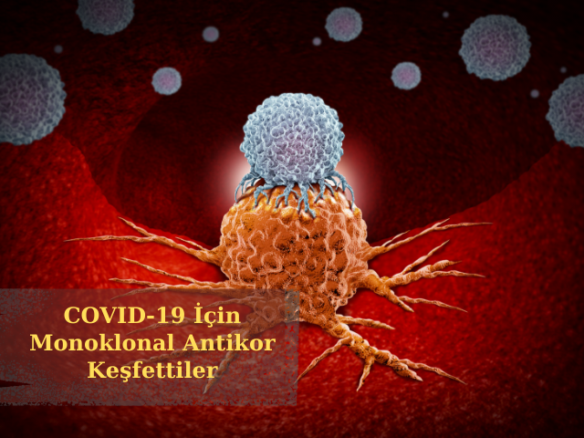 Araştırmacılar COVID-19'u Nötralize Etmek İçin Monoklonal Antikor Keşfettiler