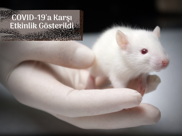 EIDD-2801, İnsan Hücrelerinde Ve Farelerde COVID-19'a Karşı Etkinliği Gösterdi