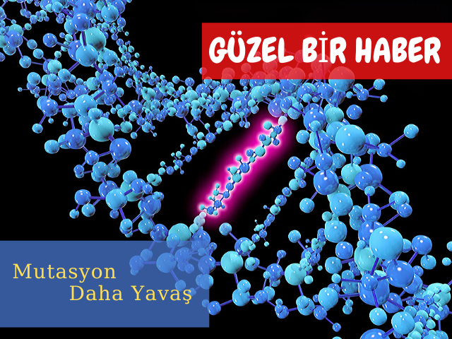 Yeni Koranavirüs Mutasyonu Daha Yavaş