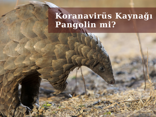 Yapılan Araştırmalar Virüsün Kaynağını Buldu mu?