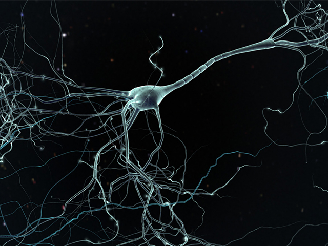 APOE4 Geni Alzheimer Belirtilerinden Önce Nöronları Harekete Geçiriyor