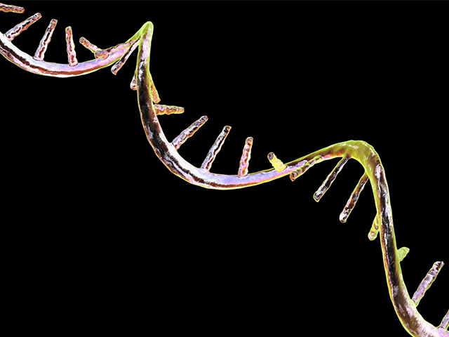 mRNA Teknolojisi Beyindeki Düğümleri Çözebilir